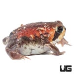 Mozambique Rain Frogs For Sale - Underground Reptiles