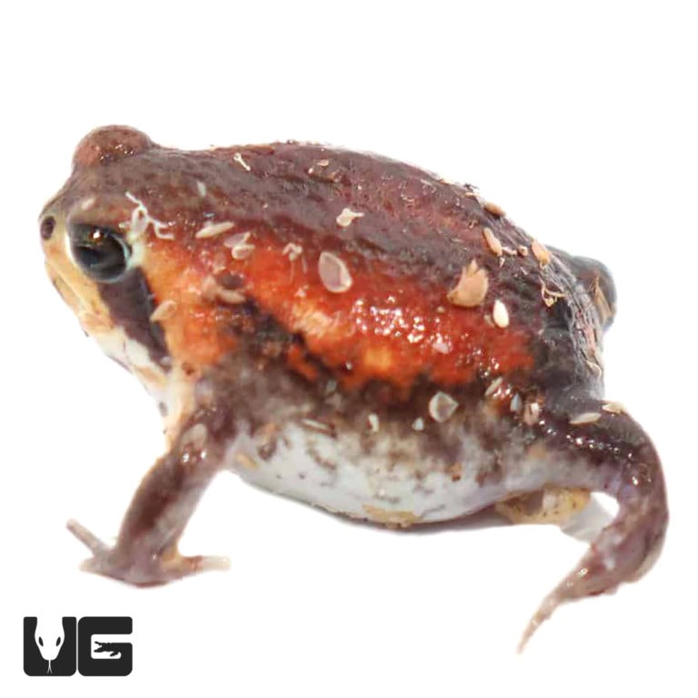 Mozambique Rain Frogs For Sale Underground Reptiles