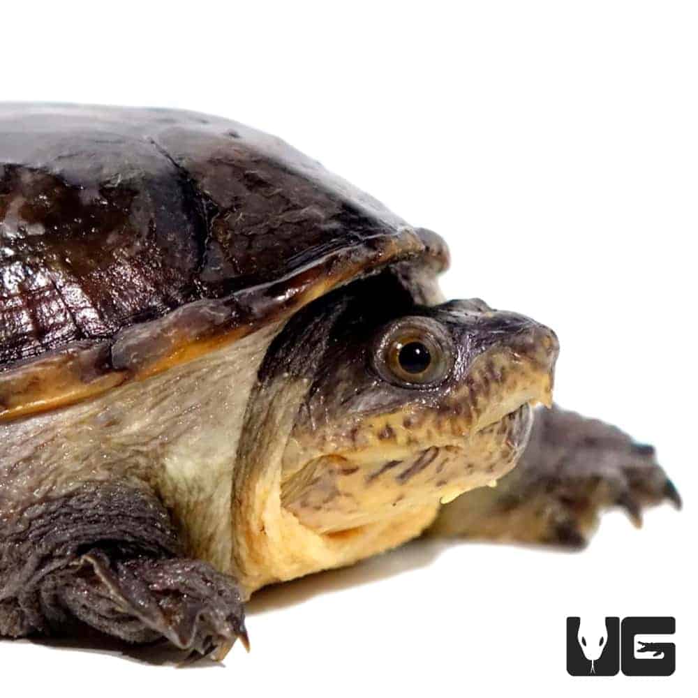 Narrow-Bridged Mexican Musk Turtles (Claudius angustatus) For Sale ...