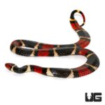 Aquatic Coral Snake For Sale - Underground Reptiles