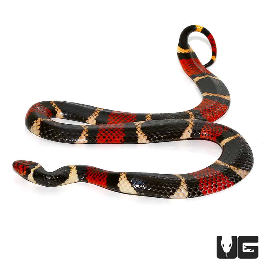 Mojo Products CORAL SNAKE Replica 387251 ~ New For 2019 ~ FREE SHIP/USA w/ $25. 