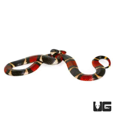 Aquatic Coral Snake - Underground Reptiles