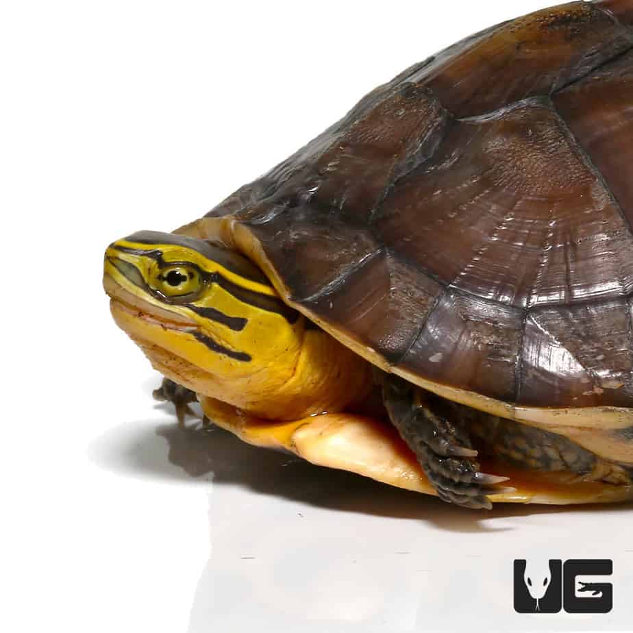 Chinese Box Turtle Care And Breeding - Reptiles Magazine