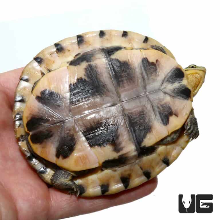 Baby Ceram Asian Box Turtle - Underground Reptiles