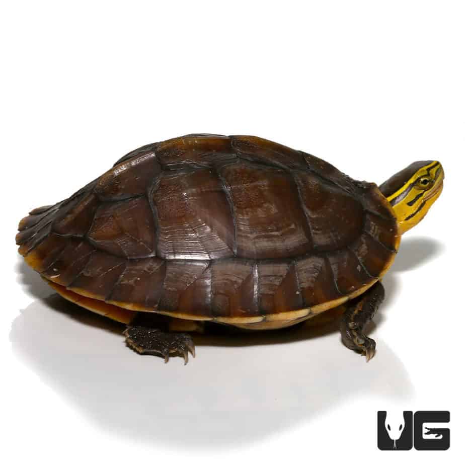 Baby Ceram Asian Box Turtle - Underground Reptiles