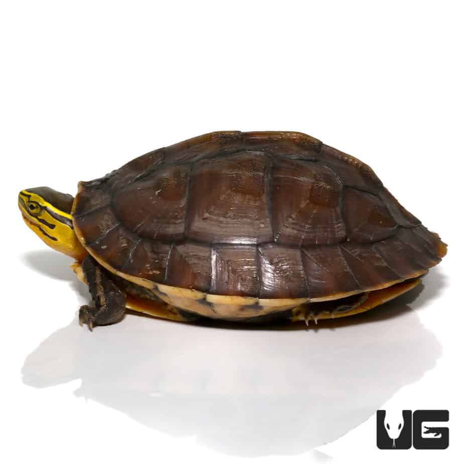 Baby Ceram Asian Box Turtle - Underground Reptiles