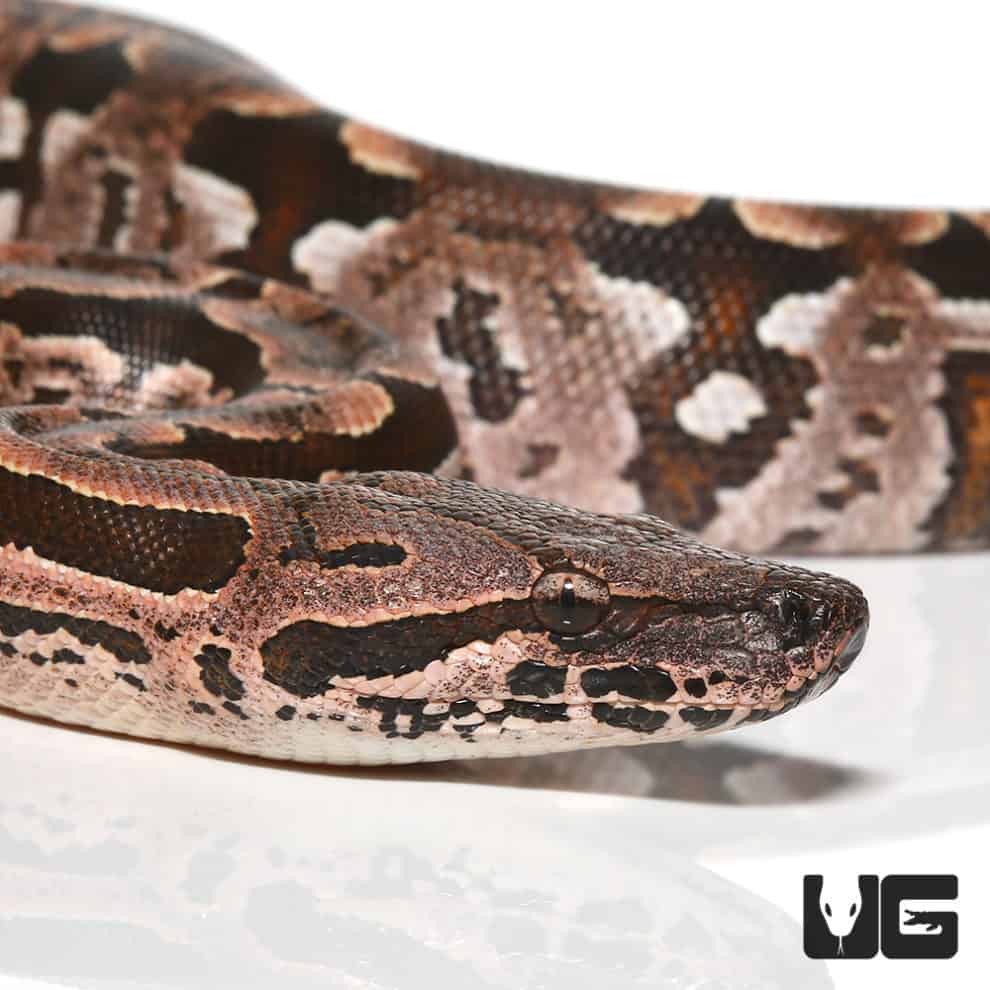 Baby Dumeril's Boas For Sale Underground Reptiles