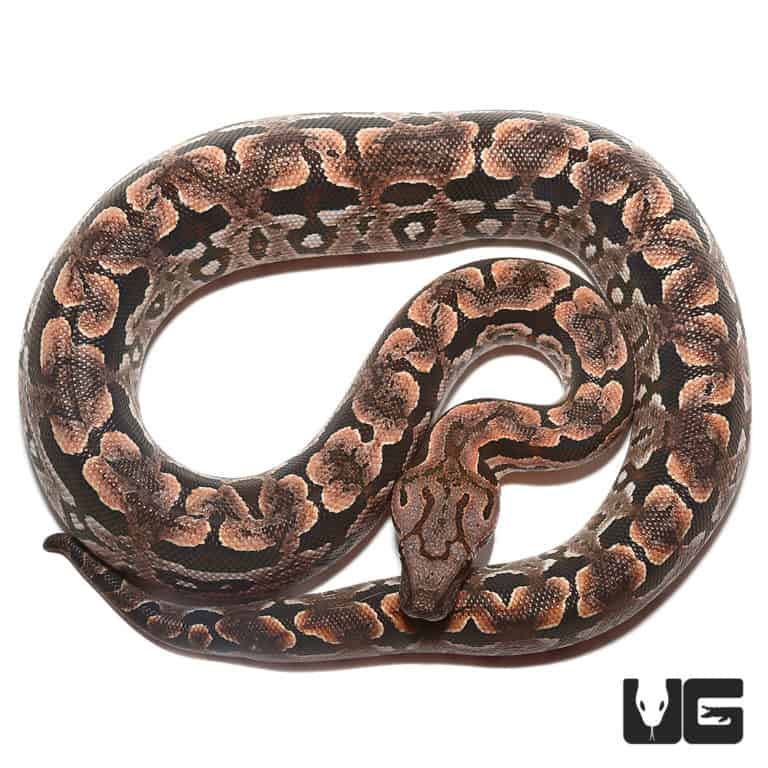 Baby Dumeril's Boas For Sale - Underground Reptiles