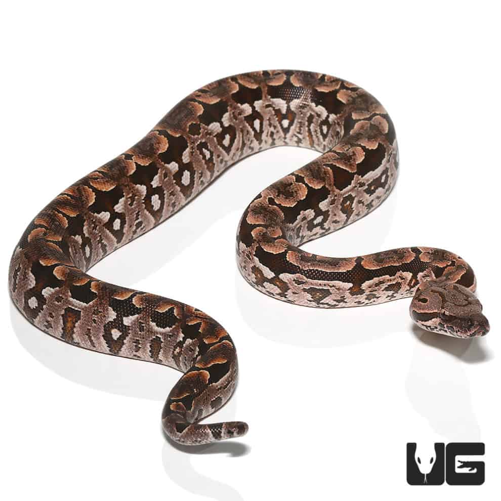 Baby Dumeril's Boas For Sale Underground Reptiles