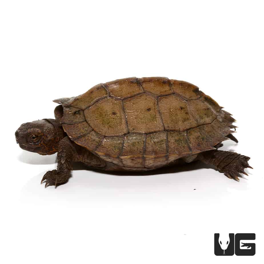 Baby Giant Asian Pond Turtles (Heosemys grandis) For Sale - Underground ...