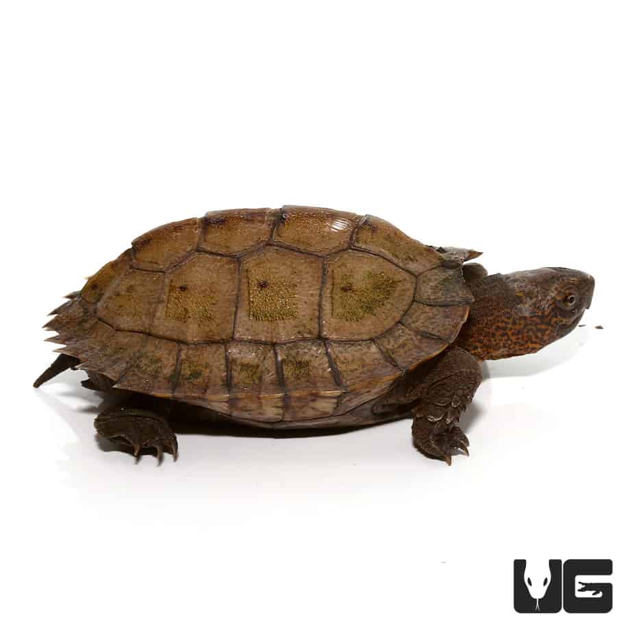 Baby Giant Asian Pond Turtles (Heosemys grandis) For Sale - Underground ...