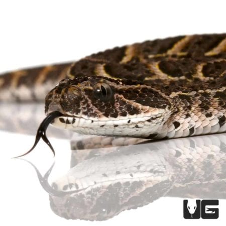 Baby Congo Puff Adder For Sale - Underground Reptiles