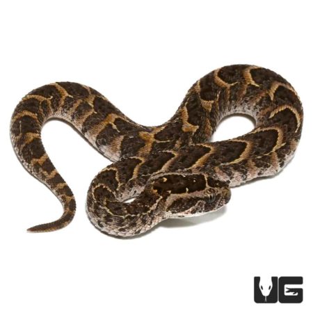 Baby Congo Puff Adder For Sale - Underground Reptiles