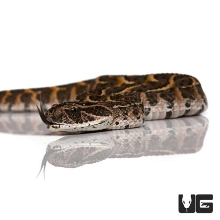 Baby Congo Puff Adder For Sale - Underground Reptiles