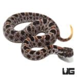 Baby Pygmy Rattlesnake For Sale - Underground Reptiles