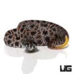 Baby Pygmy Rattlesnake For Sale - Underground Reptiles