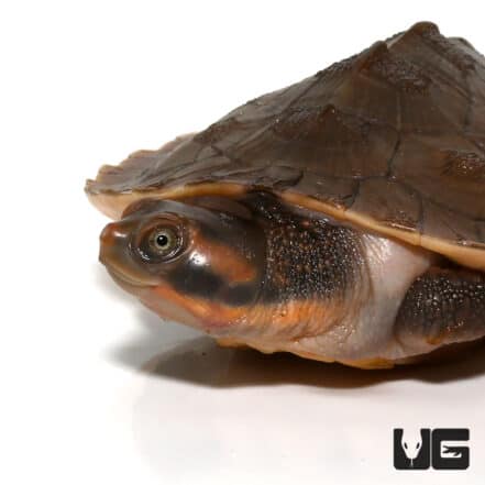 Baby Pinkbelly Sideneck Turtles For Sale - Underground Reptiles