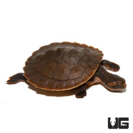 Baby Red Faced Short Neck Turtles For Sale - Underground Reptiles