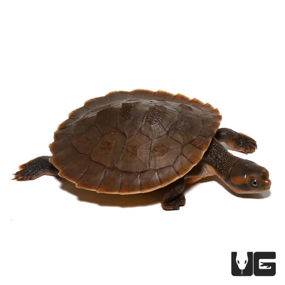 Baby Pinkbelly Sideneck Turtles For Sale - Underground Reptiles