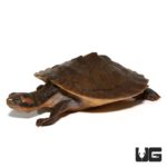 Baby Red Faced Short Neck Turtles For Sale - Underground Reptiles