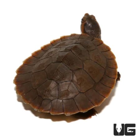 Baby Red Faced Short Neck Turtles For Sale - Underground Reptiles