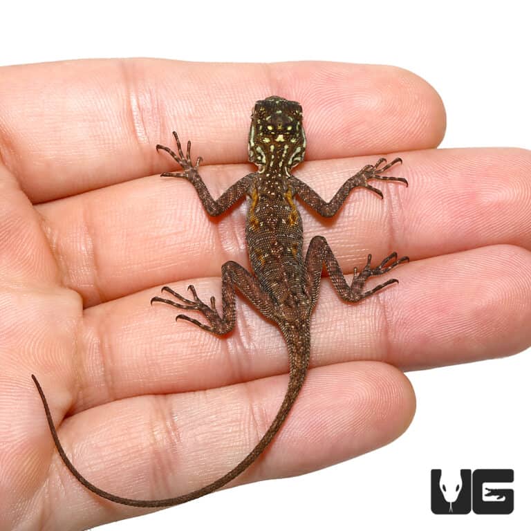 Baby Red Headed Agamas (Agama agama) For Sale Underground Reptiles