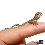 Baby Red Headed Agama For Sale - Underground Reptiles