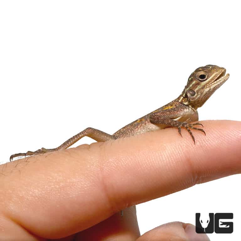 Baby Red Headed Agamas (Agama agama) For Sale Underground Reptiles