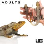Baby Red Headed Agama For Sale - Underground Reptiles