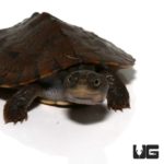 Baby Saw Shelled Turtles For Sale - Underground Reptiles