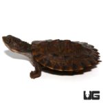 Baby Saw Shelled Turtles For Sale - Underground Reptiles