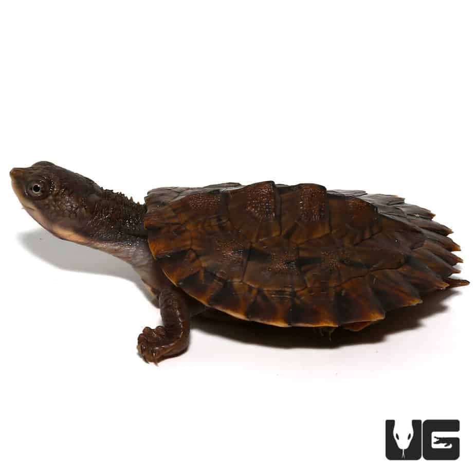 Baby Pinkbelly Snapper For Sale - Underground Reptiles