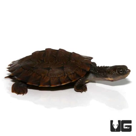Baby Saw Shelled Turtles For Sale - Underground Reptiles