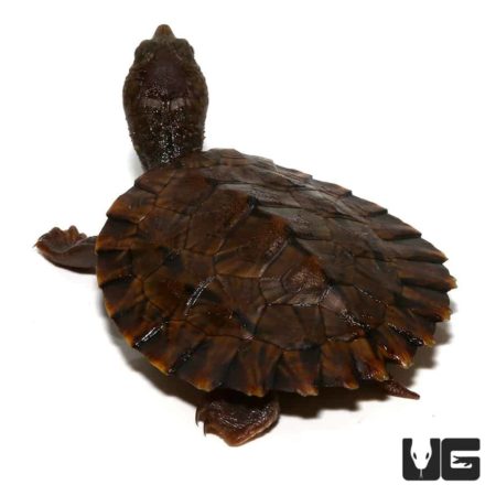 Baby Saw Shelled Turtles For Sale - Underground Reptiles