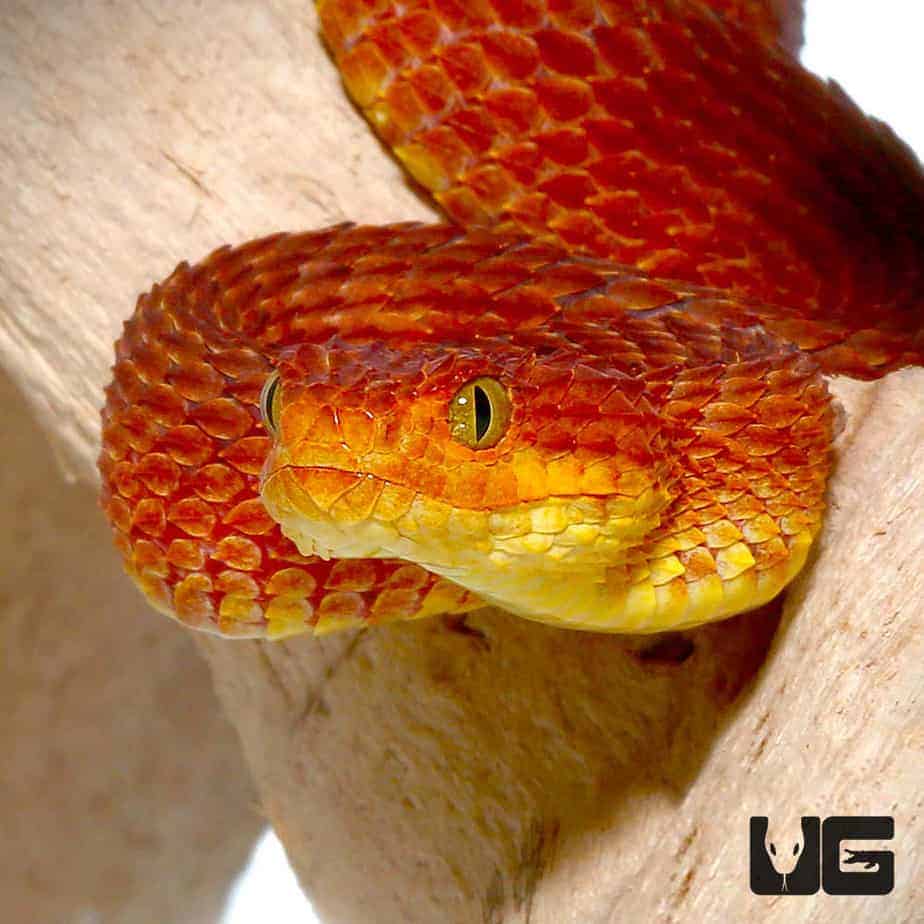 Adult Female Blue Crown Green Squamigera Bush Viper (Atheris squamigera)  For Sale - Underground Reptiles