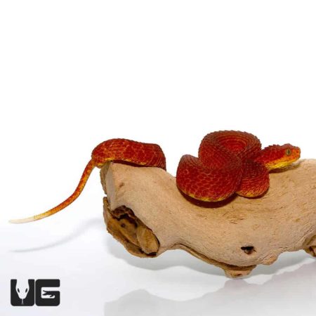 Crimson Red Squamigera Bush Viper For Sale - Underground Reptiles