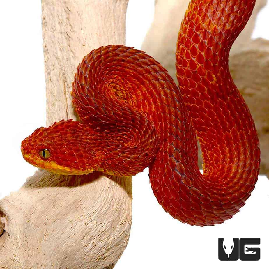 Adult Female Blue Crown Green Squamigera Bush Viper (Atheris squamigera)  For Sale - Underground Reptiles