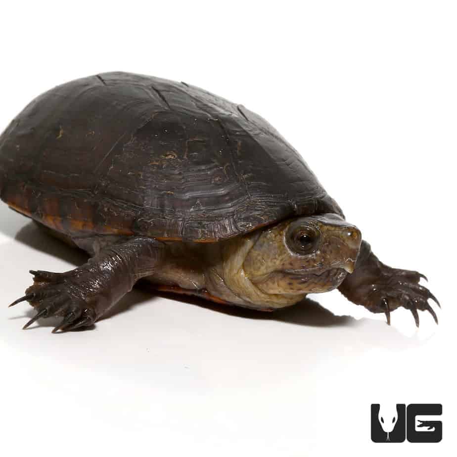 Florida Mud Turtle - Underground Reptiles