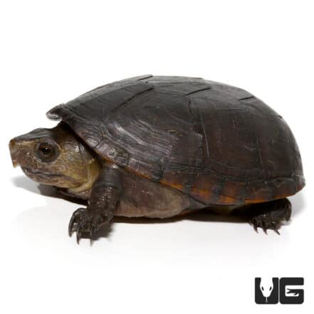 Florida Mud Turtle - Underground Reptiles