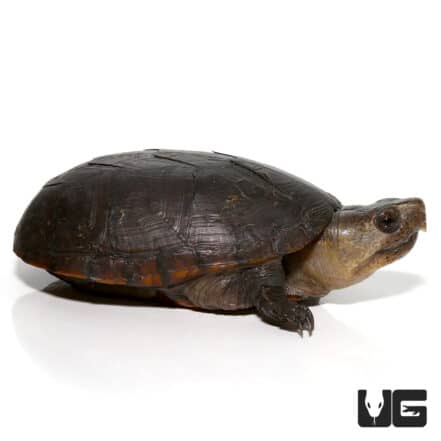 Florida Mud Turtle - Underground Reptiles