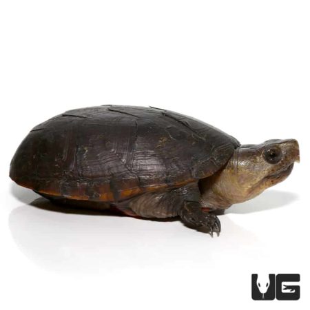 Florida Mud Turtles For Sale - Underground Reptiles