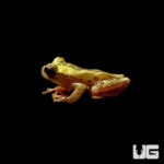 Giraffe Tree Frog For Sale - Underground Reptiles