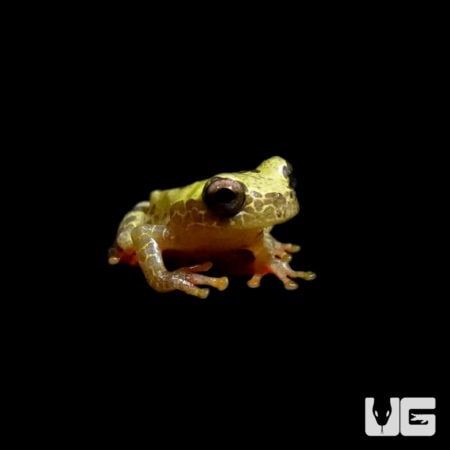 Giraffe Tree Frog For Sale - Underground Reptiles