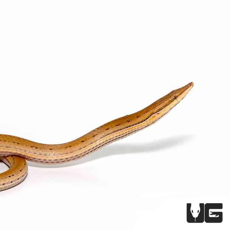 New Guinea Legless Lizards (Lialis burtonis) For Sale Underground
