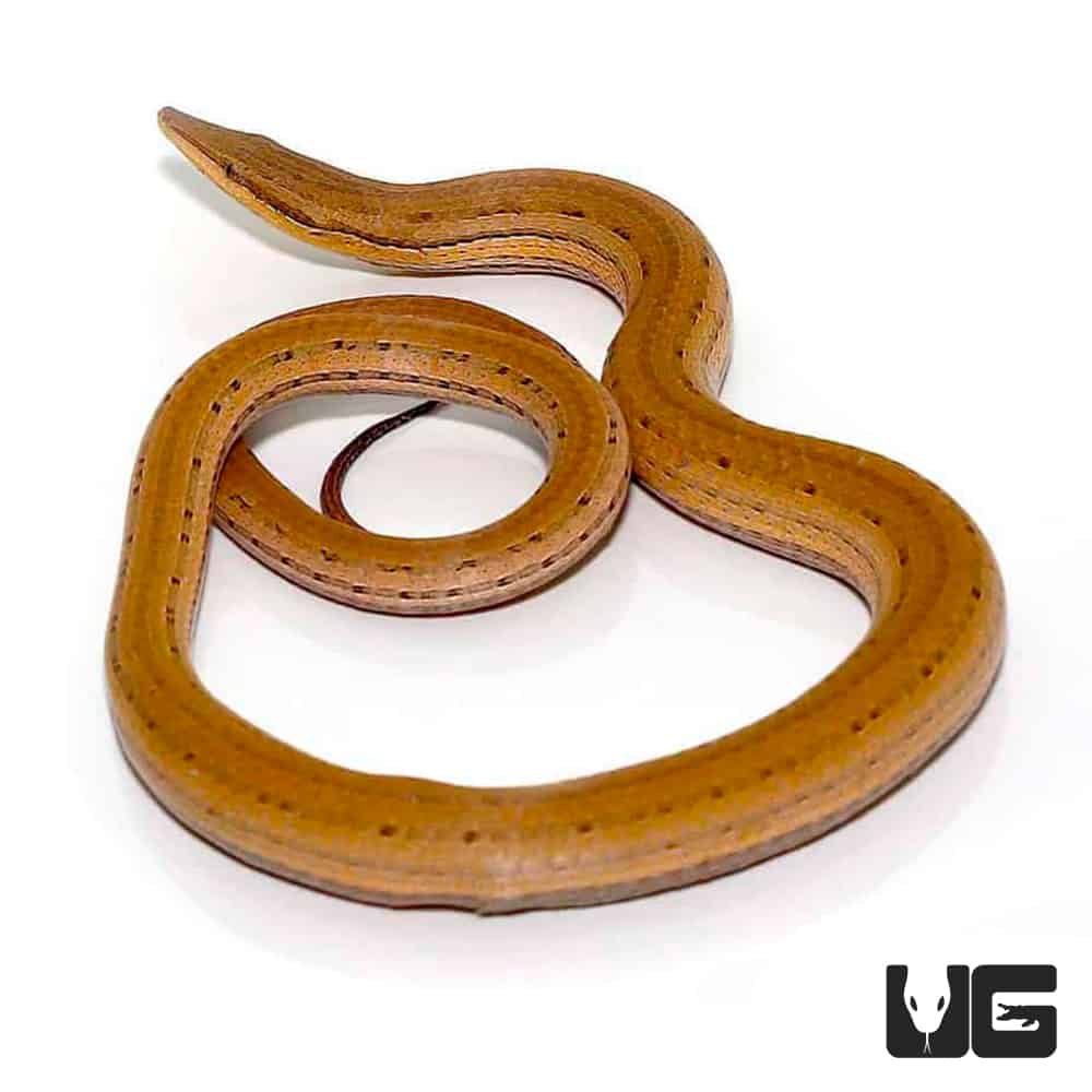 New Guinea Legless Lizards (Lialis burtonis) For Sale Underground
