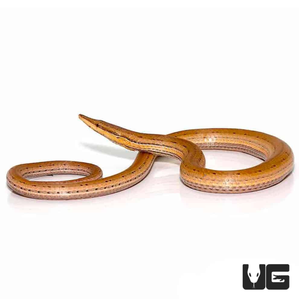 New Guinea Legless Lizards (Lialis burtonis) For Sale - Underground ...