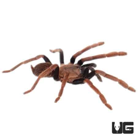 New Guinea Rust Orange Tarantula (Selenocosmia arndsti) For Sale - Underground Reptiles