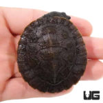 New Guinea Stream Turtles For Sale - Underground Reptiles