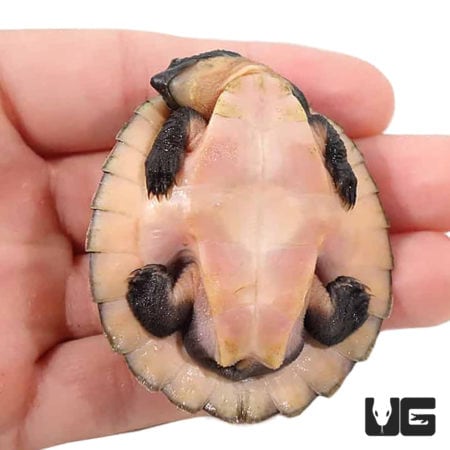 New Guinea Stream Turtles For Sale - Underground Reptiles