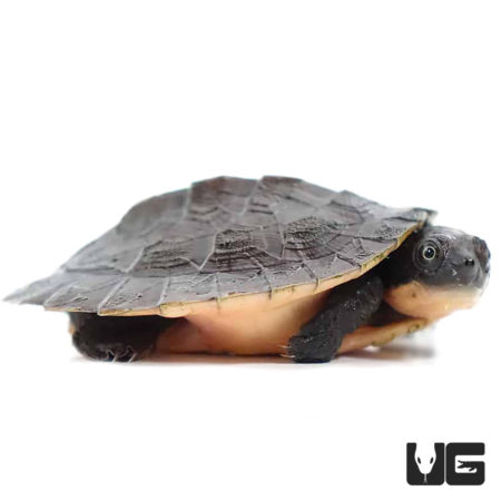 New Guinea Stream Turtles For Sale - Underground Reptiles